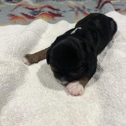Boy 3 - Black and tan male Cavalier King Charles Spaniel puppy in Morriston, Florida from Cutesy Cavaliers