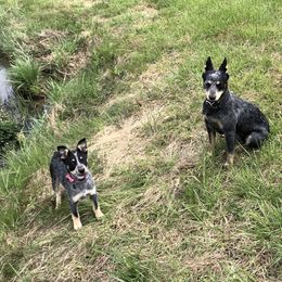 Australian Cattle Dog Puppies from Tri Star Heelers