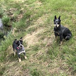 Australian Cattle Dog Puppies from Tri Star Heelers