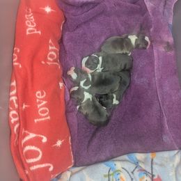 Max - Black brindle and white male Boston Terrier puppy in Storm Lake, Iowa from Deja-Vu Bostons