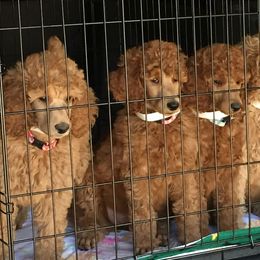 Cavalier King Charles Spaniels and Poodles from Central Coast Standard Poodles & Cavaliers