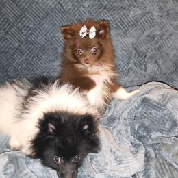 Hunnibunnies buckeye - Chocolate and tan female Pomeranian puppy in Cleveland, Ohio from Hunnibunnies