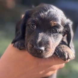Pumpkin - Brindle female Dachshund puppy in Wake Forest, North Carolina from New Life Miniature Dachshunds