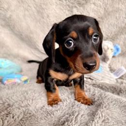Dachshund Puppies from Silver Sage Dachshunds