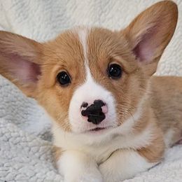 Pembroke Welsh Corgis from Corgis on the Shore