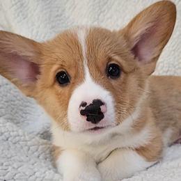 Pembroke Welsh Corgis from Corgis on the Shore
