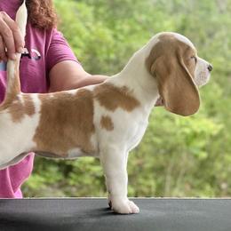 Beagle Puppies from BEARs Beagles