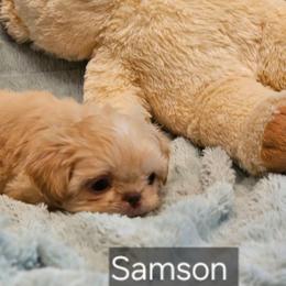 SAMSON,  ON HOLD - Liver male Shih Tzu puppy in Dexter, Kentucky from Enchanting Shih tzu