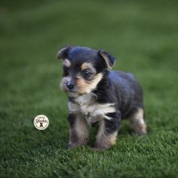 Baby girl Summer - Black and tan female Yorkshire Terrier puppy in Petersburg, Virginia from Louie yorkie crustables