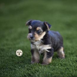 Baby girl Summer - Black and tan female Yorkshire Terrier puppy in Petersburg, Virginia from Louie yorkie crustables