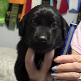 Boy 6 - male Labrador Retriever puppy in Dennis, Mississippi from Outlaw Ridge Kennels