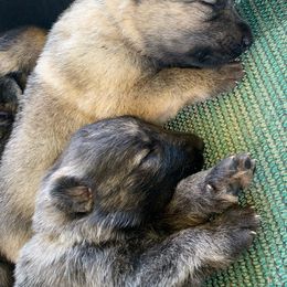 German Shepherd and White Shepherd Puppies from Scenic Creek German Shepherds