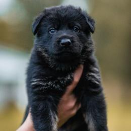 Bullet - Bi-color male German Shepherd puppy in Salem, Ohio from von den Kilöff Working German Shepherds