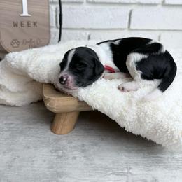 Woody - Parti male Labradoodle puppy in Bryantown, Maryland from Doodles on Duty