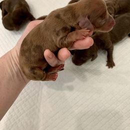 Girl 1 - Dapple Dachshund puppy in Luther, Oklahoma from LutherLongDogs