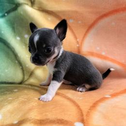 Akc Clover - Blue and white female Chihuahua puppy in Cedarville, Ohio from Evereve Kennels