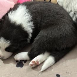 Border Collie Puppies from Roaring River Border Collies