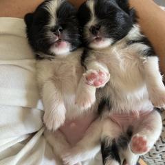 Chihuahua and Pomeranian Puppies from Pure hearts
