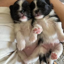 Chihuahua and Pomeranian Puppies from Pure hearts