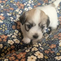 Coton de Tulear Puppies from Catawba Cotons