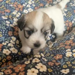 Coton de Tulear Puppies from Catawba Cotons