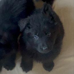 Grey collar - Black male German Shepherd puppy in Pickens, South Carolina from Von Maqqedah Haus German Shepherds