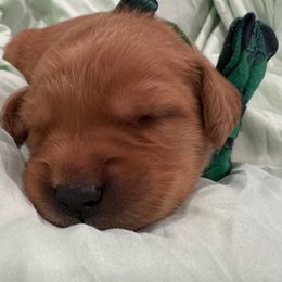 Rex:Green Collar - Dark golden male Golden Retriever puppy in Monterey, Tennessee from Lawson’s Green Acres Goldens and Doodles