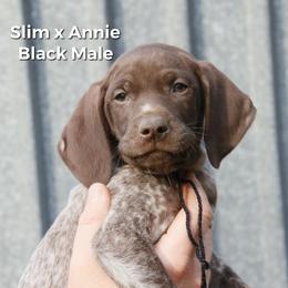 German Shorthaired Pointer and Labrador Retriever Puppies from LL Gun Dogs, LLC