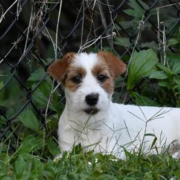 Riley - Russell Terrier