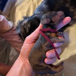 Girl 1 - Cream female Dachshund puppy in Janesville, California from Elysian Creek Doxies