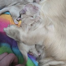 Girl - Cream female Dachshund puppy in Fulton, Missouri from New Hope Dachshund Puppies