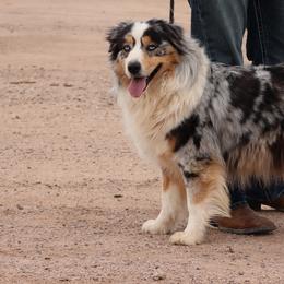 Australian Cattle Dogs, Australian Shepherds, Miniature Australian Shepherds, and Pembroke Welsh Corgis from Soqui Ortiz Cattle Ranch