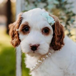 Daphne - Parti female Goldendoodle puppy in Old River Winfree, Texas from RadDoodles