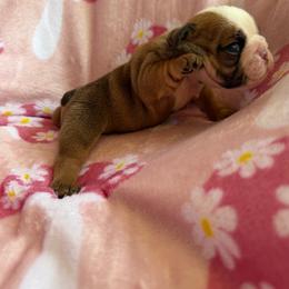 Toad - Fawn and white male Bulldog puppy in Bradleyville, Missouri from HurstBulldogs