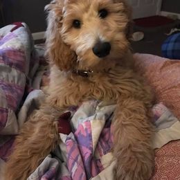 Bernedoodle and Goldendoodle Puppies from Greatly Graced Southern Doodles