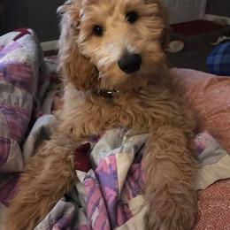 Bernedoodle and Goldendoodle Puppies from Greatly Graced Southern Doodles