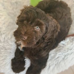 Australian Labradoodle Puppies from Strawberry Fields Labradoodles