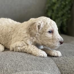 Poodle Puppies from Home of Doodles