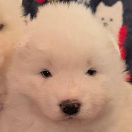 Icecream - White female Samoyed puppy in Prague, Oklahoma from ArticCross Samoyeds