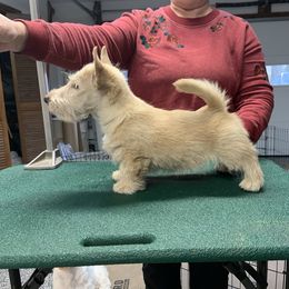 Scottish Terrier Puppies from Gina Smith
