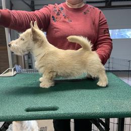 Scottish Terrier Puppies from Gina Smith
