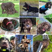 Boykin Spaniels from BoykinsNBoat