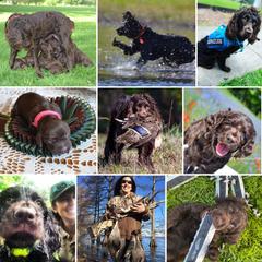Boykin Spaniels from BoykinsNBoat