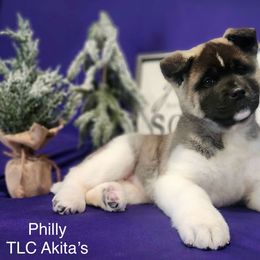 Philly - Silver female Akita puppy in Chillicothe, Missouri from TLC Akitas