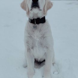 Golden Retriever Puppies from Golden Meadows