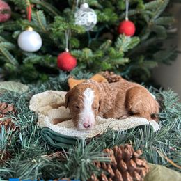 Eeyore (Blue Collar) - Cream male Goldendoodle puppy in Palmetto Bay, Florida from SOMIDOODLES