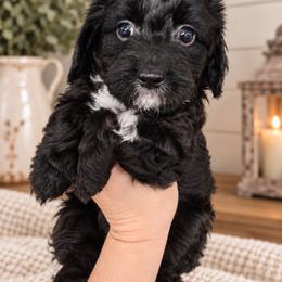 Mabel - Black and white female Aussiedoodle puppy in Byron, Georgia from Southern Olive Doodles 🫒