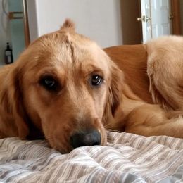 Golden Retrievers from Tammy's Golden Acres