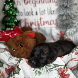 Aspen - Black brindle female Dutch Shepherd puppy in Clarksville, Tennessee from Vuurhart Herders
