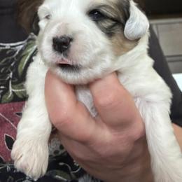 Girl 3 - Tri-color female Coton de Tulear puppy in Vancouver, Washington from Uptown Cotons